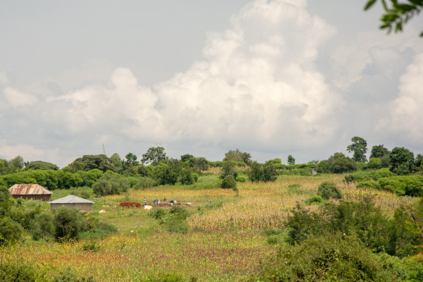 Green field in Kenya