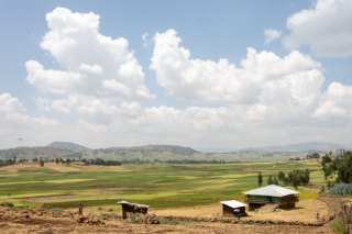 Green field in Ethiopia