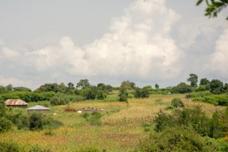 Green field in Kenya